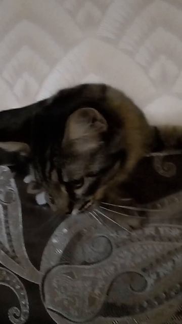 Маленький Тимка #кот #киса #кошечка #котики #питомец #милыйкот #смешнойкот #игривыйкот #домашнийкот Маленький Тимка #кот #киса #кошечка #котики #питомец #милыйкот #смешнойкот #игривыйкот #домашнийкот