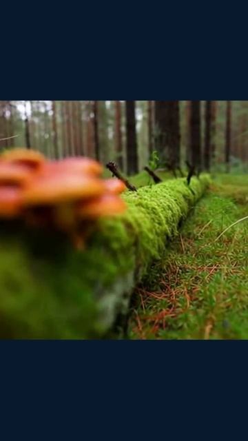 #грибы #грибнаяполяна #грибноеудовольствие #грибнаяколлекция #грибныепопытки #грибы #грибнаяполяна #грибноеудовольствие #грибнаяколлекция #грибныепопытки