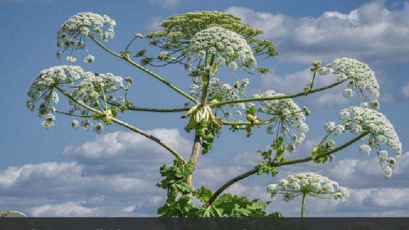 Задержанные в Сергиевом Посаде чиновники похищали деньги на борьбу с борщевиком смотреть онлайн