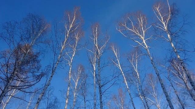 Зимняя сказка в лесу смотреть онлайн