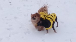 Новый костюмчик,для Мики и Юми