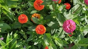 Моя цветочная поляна из неприхотливых однолетников.