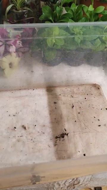 Как размножить фуксию черенками #фуксия #черенкование