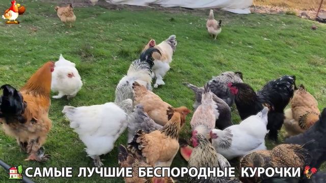 Цыплята и Курочки селяночки лучшие беспородные несушки 🥚 (435) смотреть онлайн
