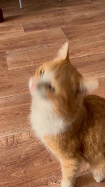 Р-р-р был исполнен😹👍