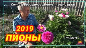 СЕЯНЦЫ АННЫ ВОРОШИЛОВОЙ/САД ВОРОШИЛОВОЙ