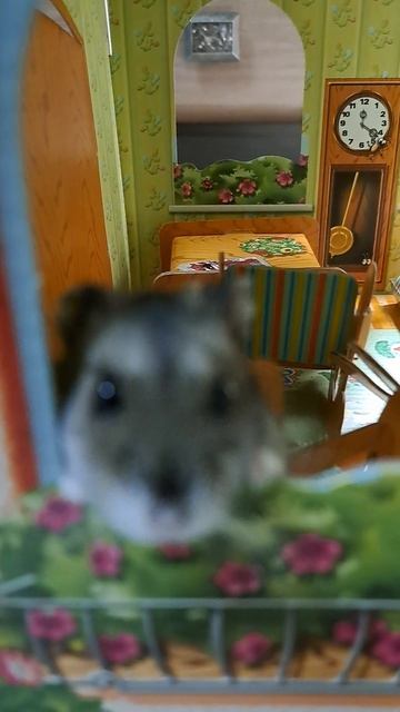 Столько дел,  столько дел… #хомяк#хомячок#хомячокджунгарик#джунгарик#джунгарики