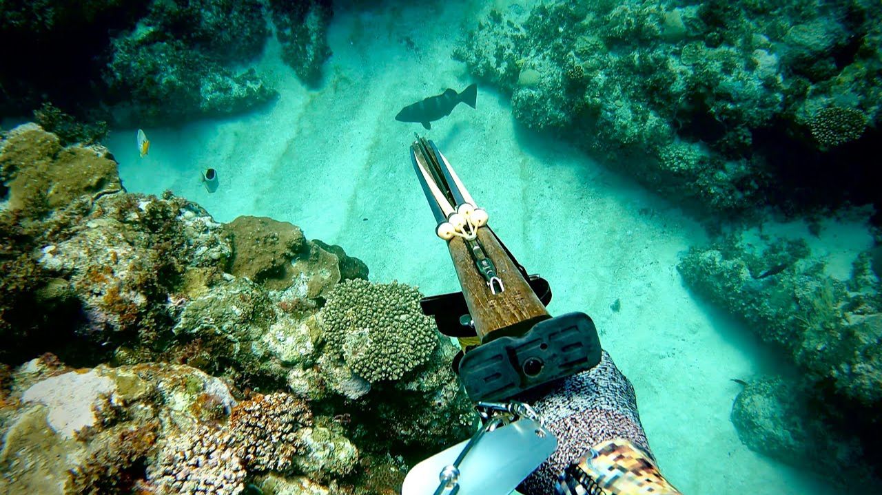 Подводная охота: могу ли я подойти незаметно… Крупная, ценная рыба, дрейфующая вдоль дна