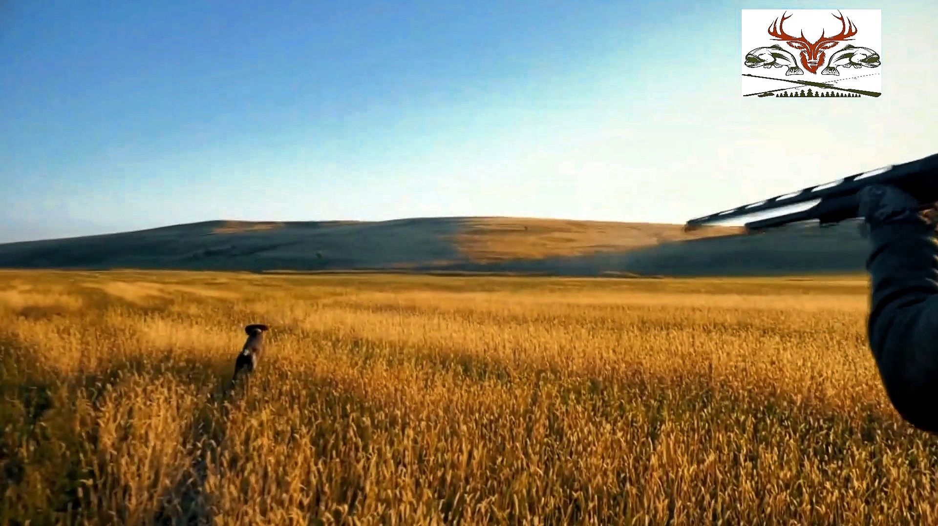 Охота на перепела с подружейной собакой.