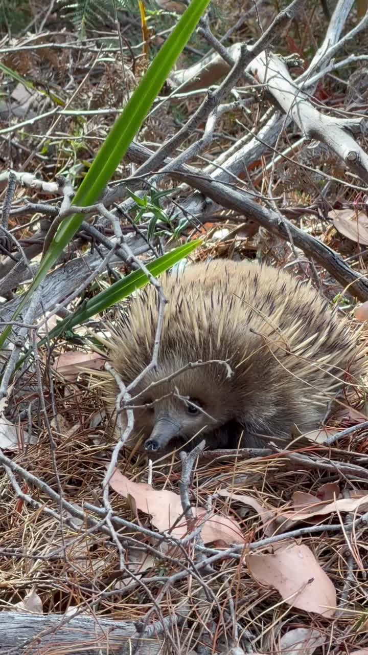 🔥 Всё, что нельзя выкладывать сюда - закулисье и истории, за которые меня постоянно банят, уже л... смотреть онлайн