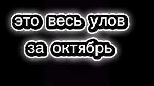 весь улов за октябрь 2025года, 5карасей, 9 маленьких карасей их отпустили