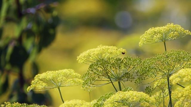 Пётр Павлович Ершов Зеленый Цвет смотреть онлайн