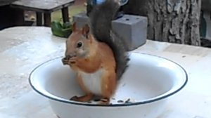 РЫЖАЯ ГОСТЬЯ НАШЕГО САДА