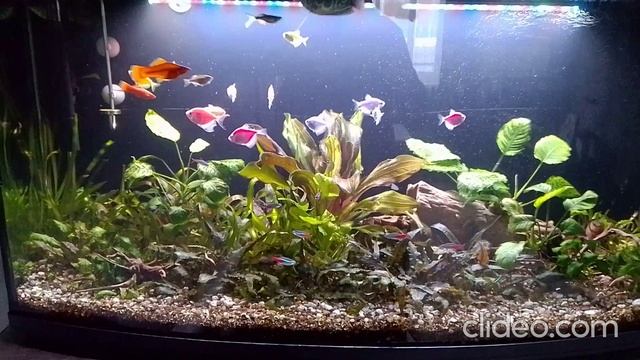 Мои аквариумы 03.02.2026г. смотреть онлайн