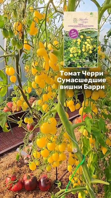 Черри с бешеным урожаем от «Красивой грядки» смотреть онлайн