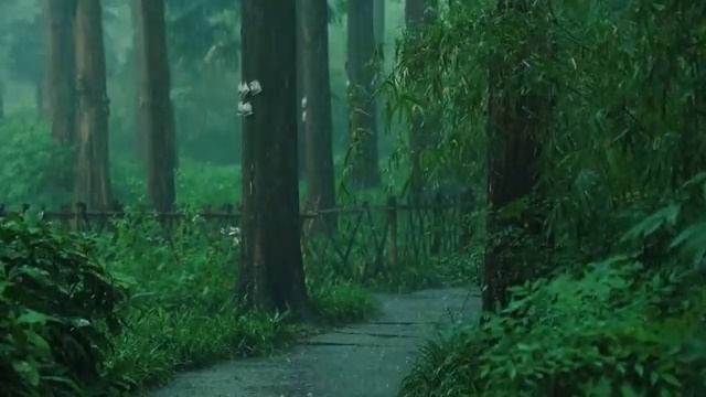 Listen to the rain on the forest path relax reduce anxiety and sleep deeply Listen to the rain on the forest path relax reduce anxiety and sleep deeply