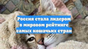 Россия возглавила мировой рейтинг самых «кошачьих» стран