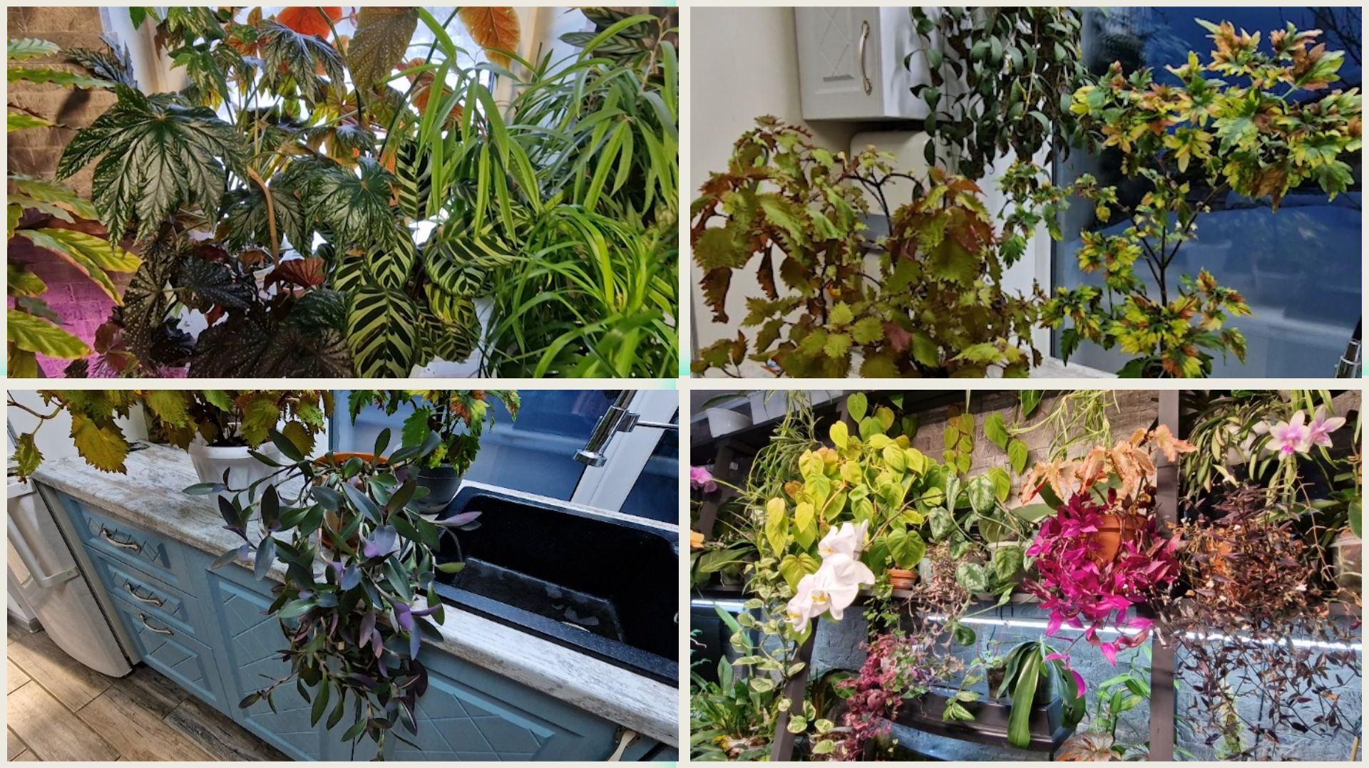 Домашние цветы на подоконнике и в оранжерее в морозы под тридцать. смотреть онлайн