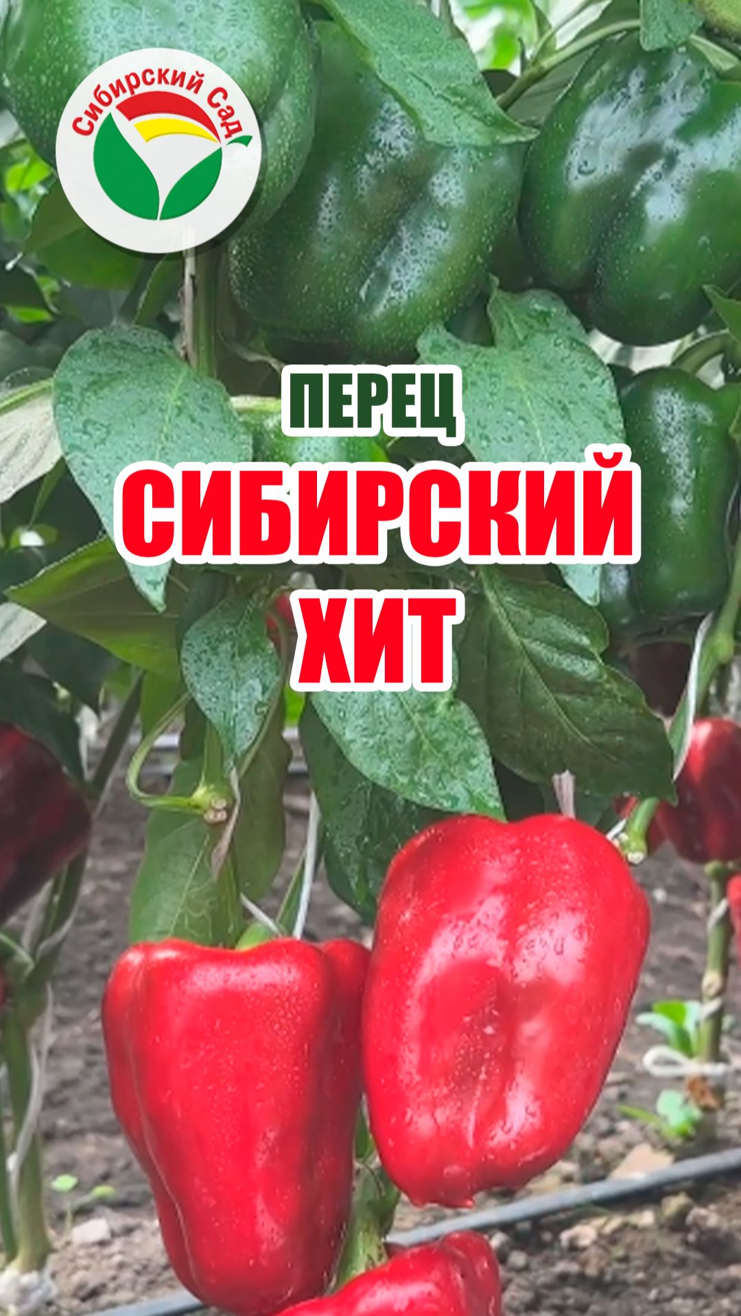 Перец Сибирский хит