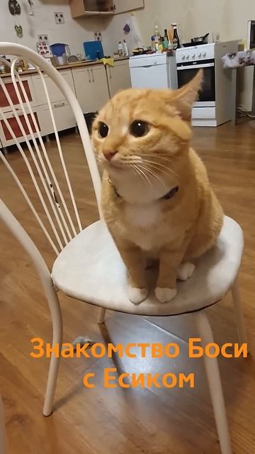 Необычное знакомство)