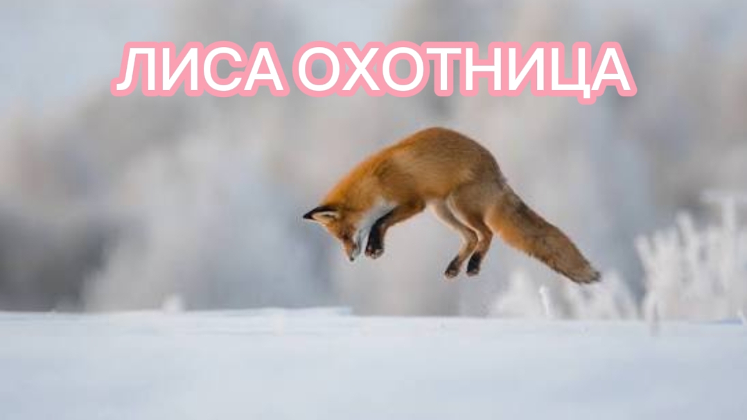 ЛИСА ОХОТИТСЯ. смотреть онлайн