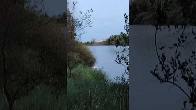 Лебедь💕 #природныепейзажи #лебедь #радостисвет