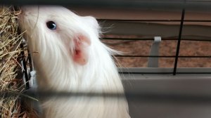 03-02-2026 морская свинка ест траву Подписчики , вы где у меня , я не поняла ? Прямой эфир