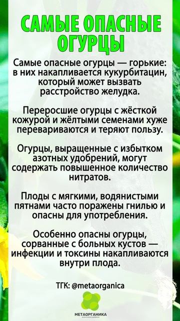 Самые опасные огурцы