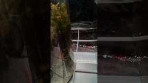 О грунте для хищных растений