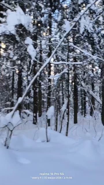 Лыжная прогулка в лесопарке, зимняя сказка ❄️🌲❄️🌲☀️🌲❄️⛷️❄️🌲❄️🌲 30.01.2026 смотреть онлайн