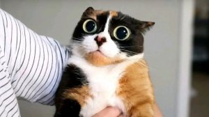 Разговоры о важном с DerW и Мемоделом