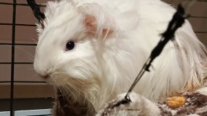 мой любимый питомец🩷