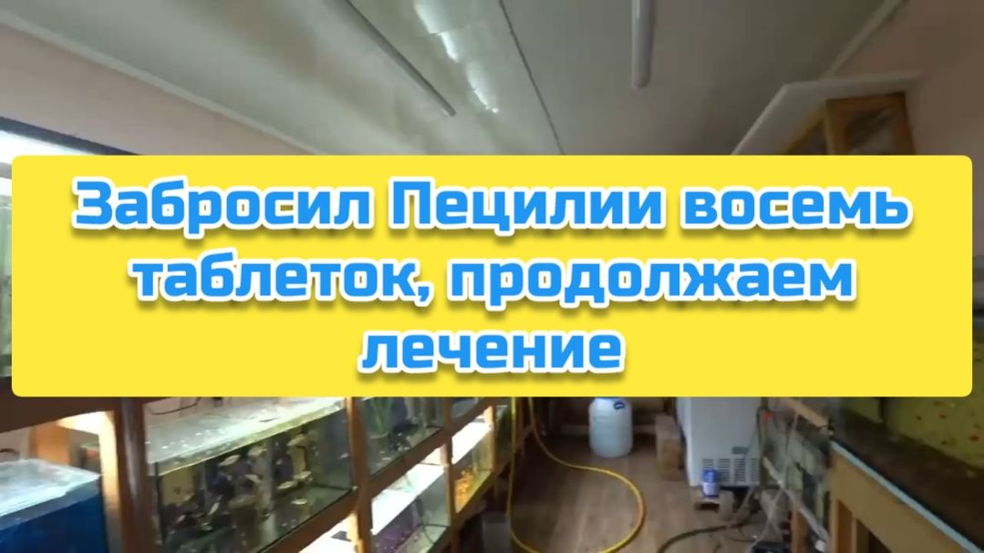 Забросил Пецилии восемь таблеток, продолжаем лечение