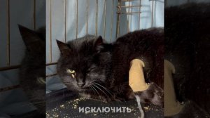 Шаде поступила сильно обезвоженной