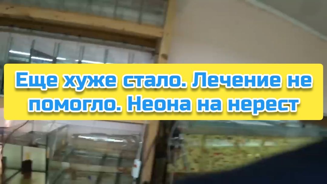 Еще хуже стало. Лечение не помогло. Неона на нерест