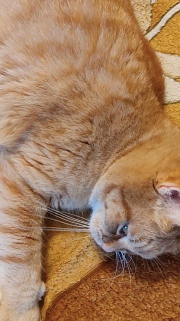 Рыжик теплолюбивый