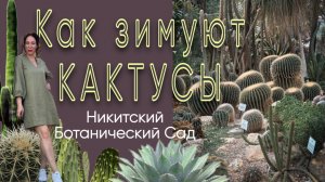Кактусы и суккуленты в феврале. Где все люди? Оранжерея парка Монтедор