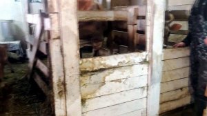 НАШИ НЕЛЕГКИЕ ФЕРМЕРСКИЕ БУДНИ❄️❄️❄️!