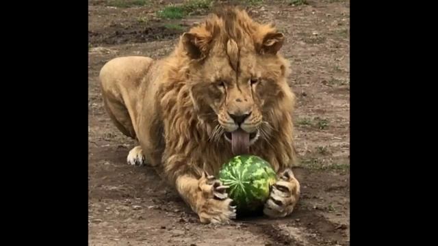Опыт_посещения_клиники_душевно_больных