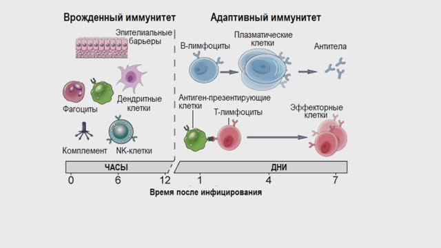 Нормальный иммунный ответ — часть 1 (Блок 5, Лекция 1) Нормальный иммунный ответ — часть 1 (Блок 5, Лекция 1)