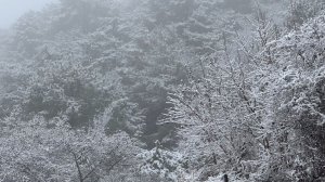 ❄️СНЕГ☃️ | Крым | Прогулка стрим | 2026