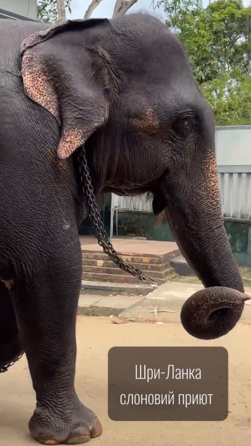 Слоновий приют в Шри-Ланке