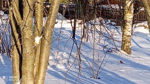 ПРИЛЕТЕЛИ КРАСАВЦЫ СНЕГИРИ МОРОЗ КРЕПКИЙ ПРОГУЛКА НУЖНА ДЫШИМ СВЕЖИМ ВОЗДУХОМ ЛЮБУЮСЬ ПТИЦАМИ