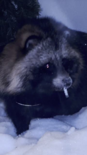 Енотовидная собака на чиле! #енотовиднаясобака #хвост #собака #прикол #ржака #мем #начиле #перекур