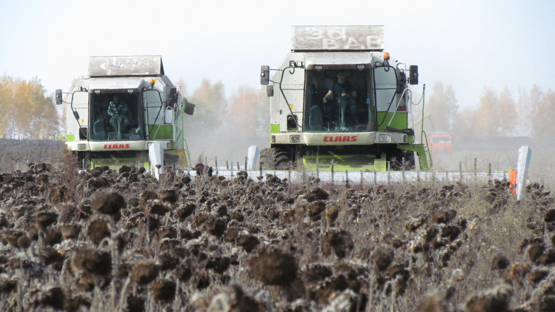 Уборка подсолнечника по первому снегу! Зерноуборочные комбайны "СLAAS" смотреть онлайн