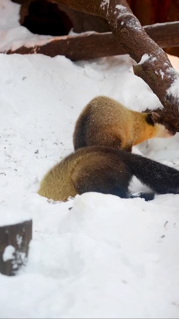 Тайник куницы!