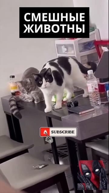 Настоящие звёзды интернета! 🔥🤔🫶🙀 Настоящие звёзды интернета! 🔥🤔🫶🙀