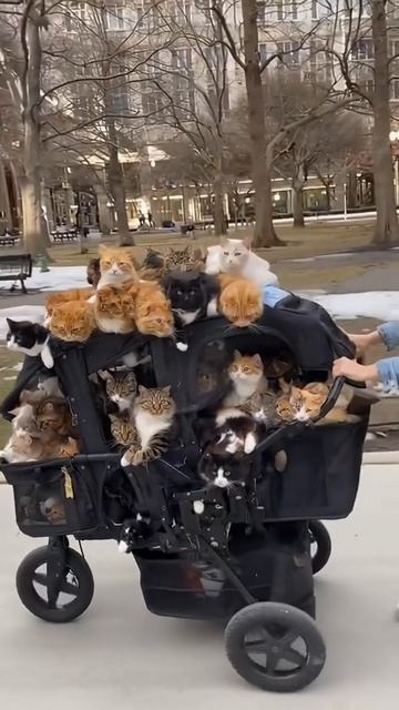 В Магазин За Кормом🤣