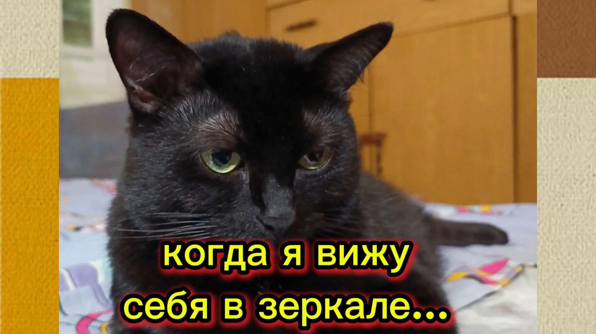 КОШКИ С ОЗВУЧКОЙ. смотреть онлайн