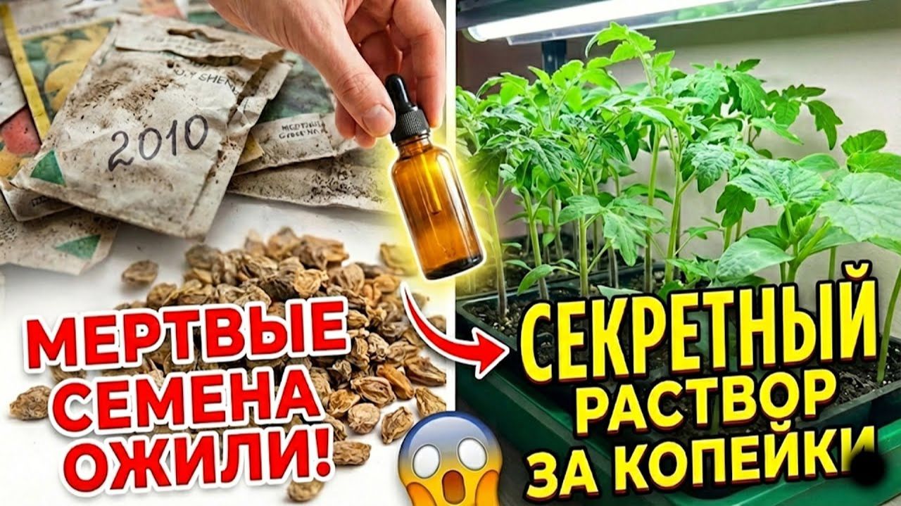 ПРОБУЖДЕНИЕ МЕРТВЫХ Как оживить семена 10-летней давности за копейки. СМОТРИ!